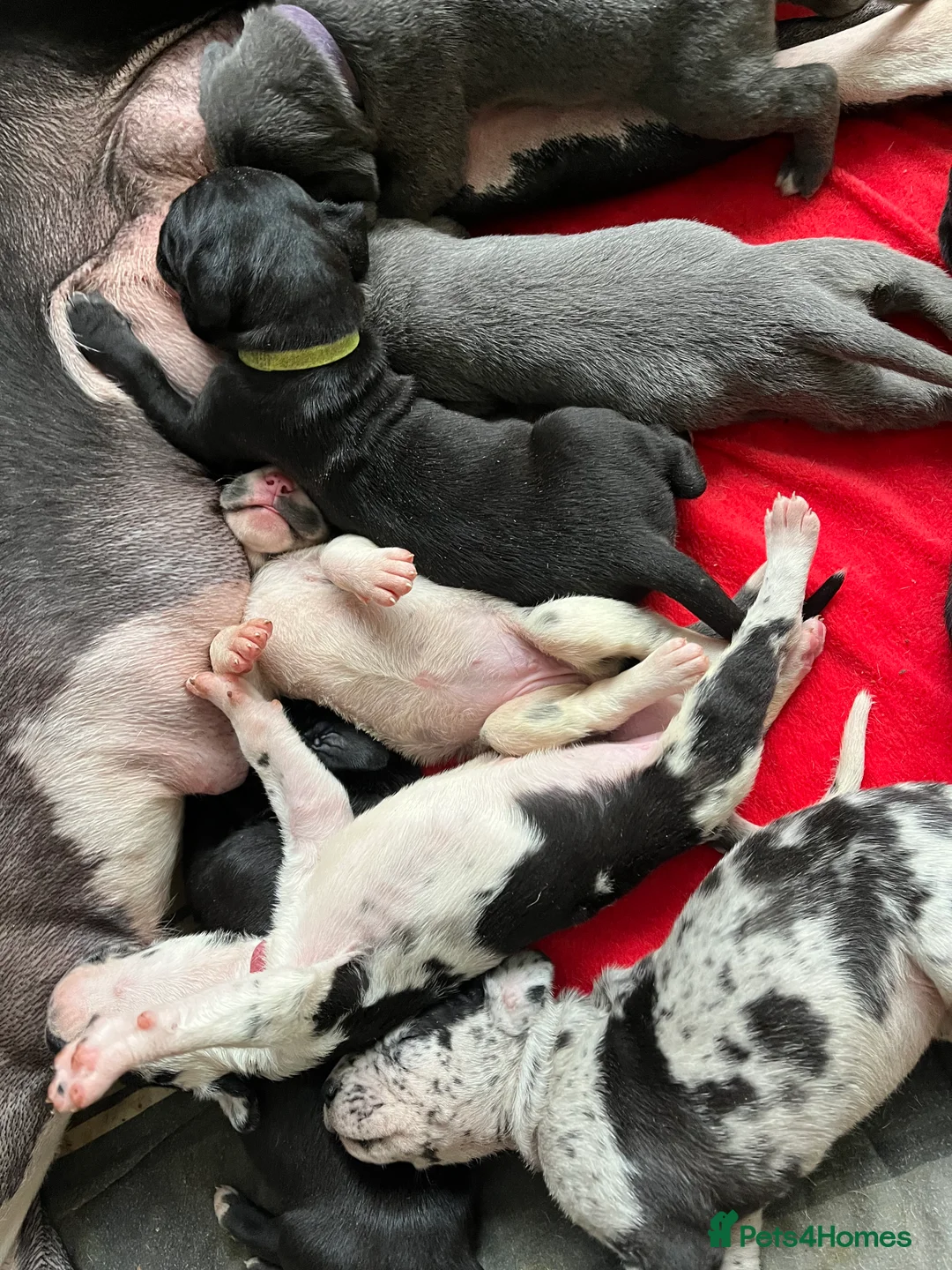Great Dane dogs for sale: Kc reg Great Dane pups - Advert 5