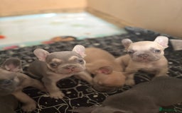 French Bulldog dogs for sale: Last 3 pups available !!Kc French bulldog puppy’s  - Image 11