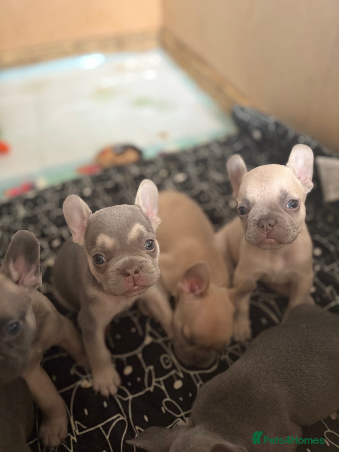 French Bulldog dogs for sale: Last 3 pups available !!Kc French bulldog puppy’s  - Image 11