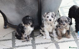Cavapoo dogs for sale: F1 Cavapoo puppies for sale - Image 29