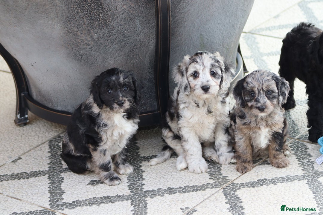 Cavapoo dogs for sale: F1 Cavapoo puppies for sale - Image 29