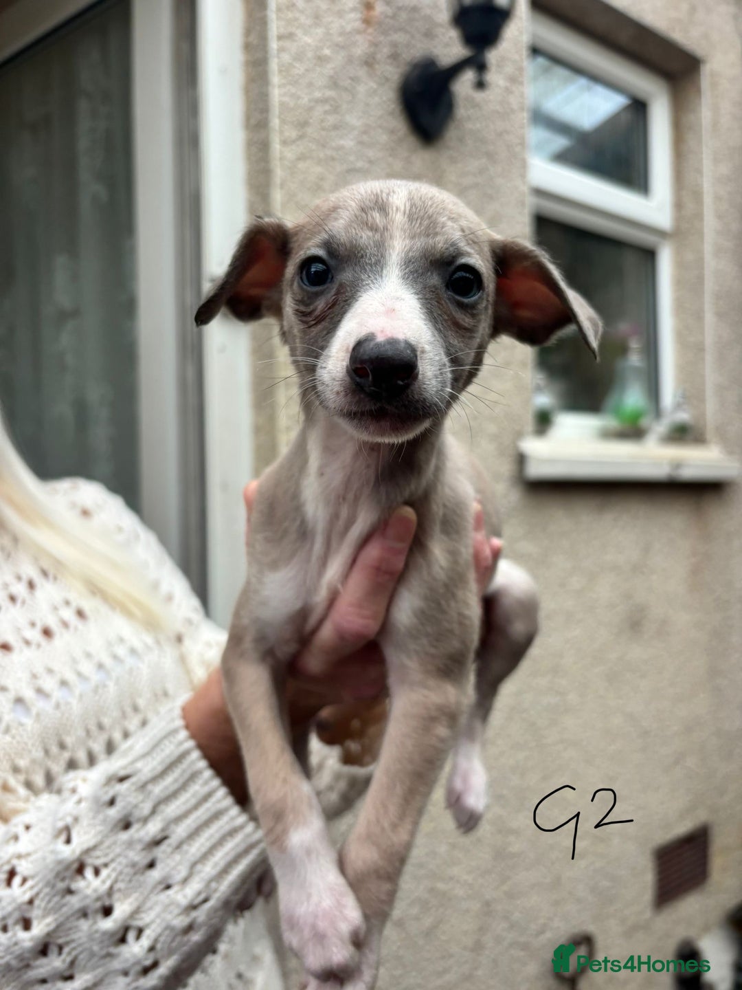 Whippet dogs for sale: Whippet pups x14 - Advert 4
