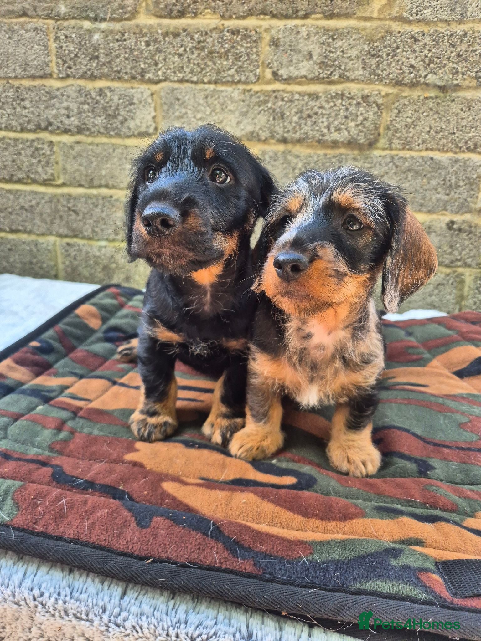 Dachshund dogs 2 beautiful puppies - Advert 8