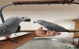 Parrots birds for sale: Friendly Hand Reared Super Cuddly African Greys - Image 3
