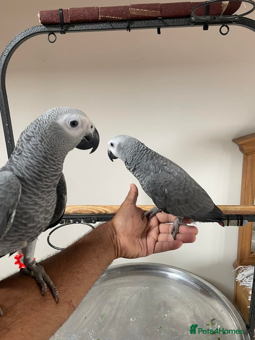 Parrots birds for sale: Friendly Hand Reared Super Cuddly African Greys - Image 3