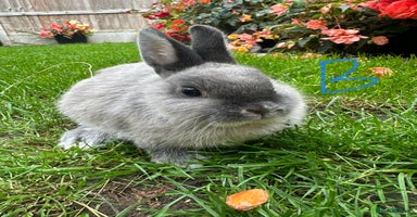 Netherland Dwarf rabbits - Advert 1