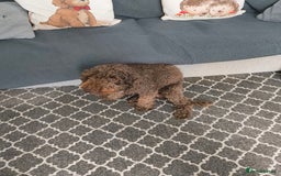 Cockapoo dogs for sale: Cockapoo  - Image 6