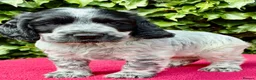 Cocker Spaniel dogs for sale: Show type cocker spaniel  - Advert 6
