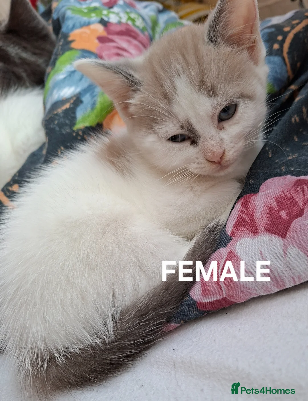 Mixed Breed cats for sale: Lovely and clever kittens  - Advert 2