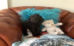 Mixed Breed dogs for sale: Ready now for their 5* homes - Image 11