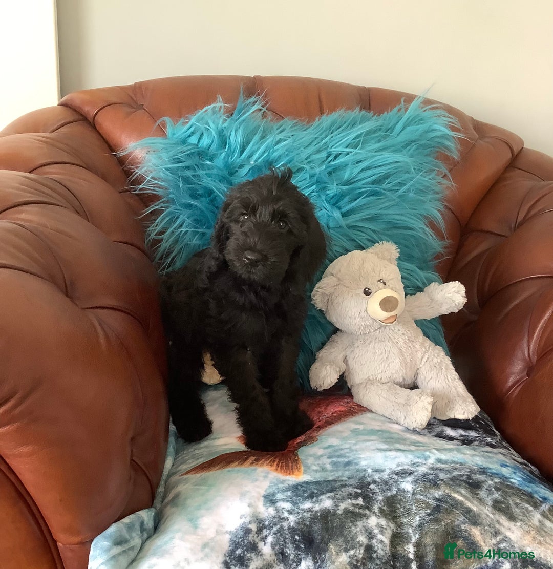 Mixed Breed dogs for sale: Ready now for their 5* homes - Image 11