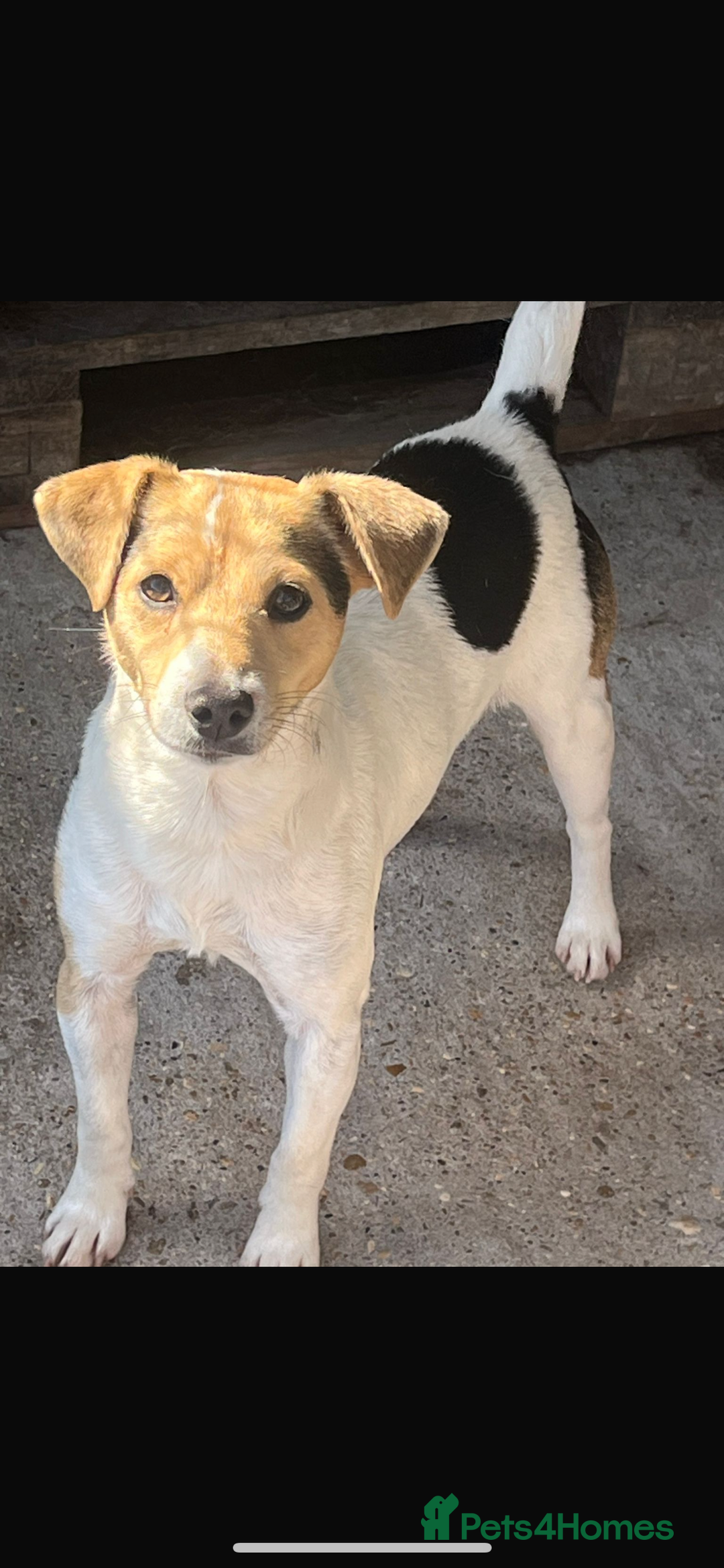 Jack Russell dogs for sale: Jack russle puppies  - Image 6