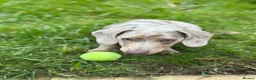 Dachshund dogs for sale: Miniature Dachshund 5month old puppy - Advert 3
