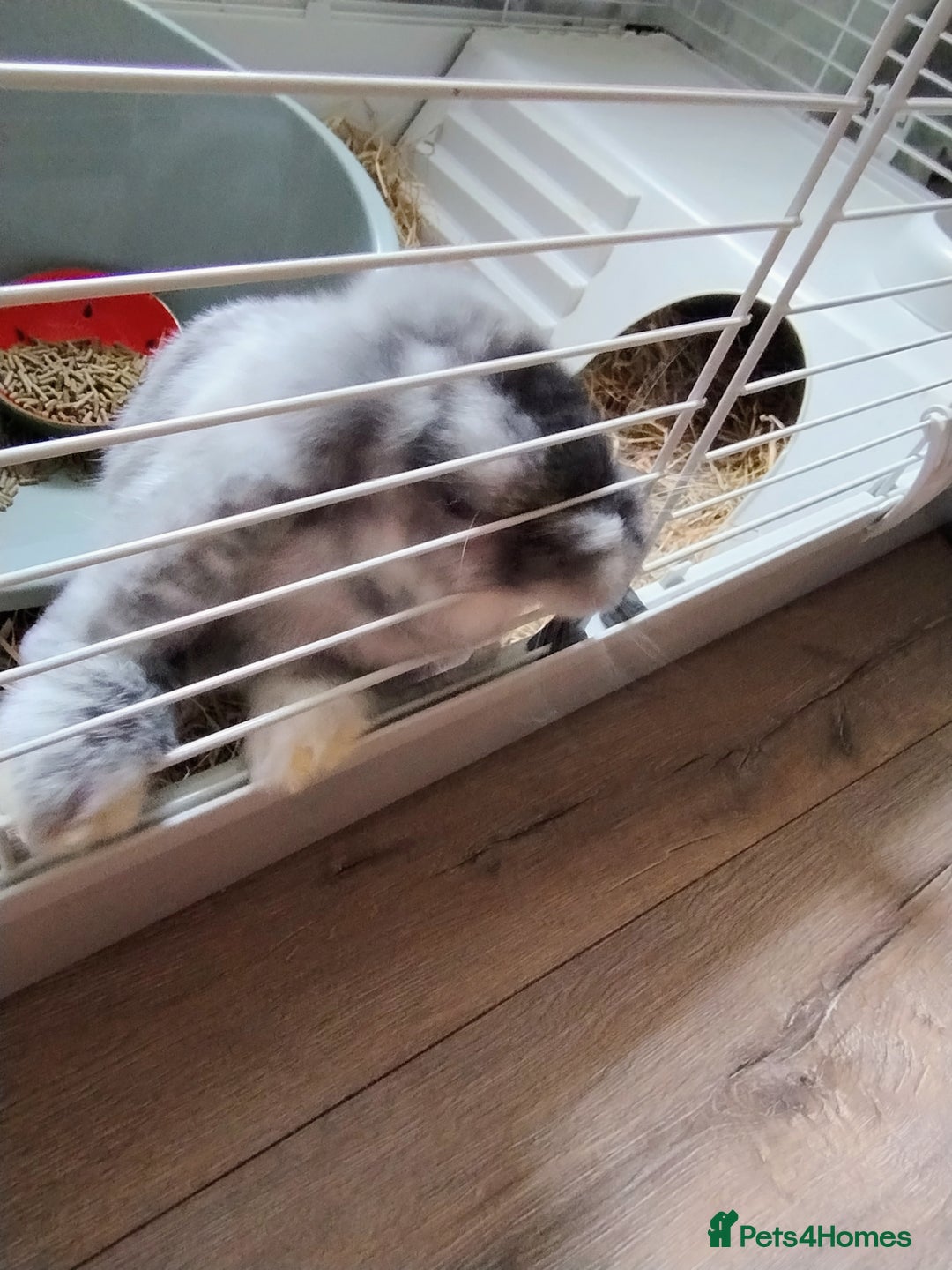 Mini Lop rabbits for sale: Beautiful boy bunny  - Image 2
