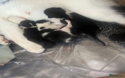 British Shorthair cats for sale: Four kittens  - Image 5