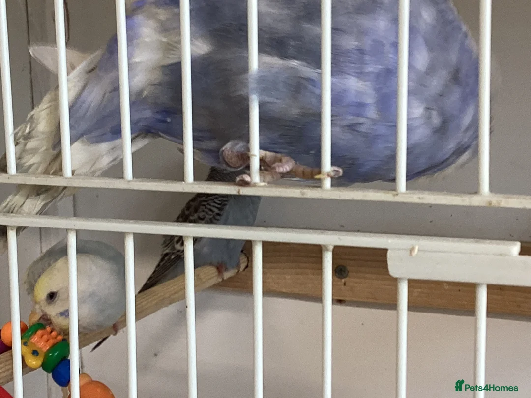 Budgerigars birds for sale: New baby budgies  - Advert 2