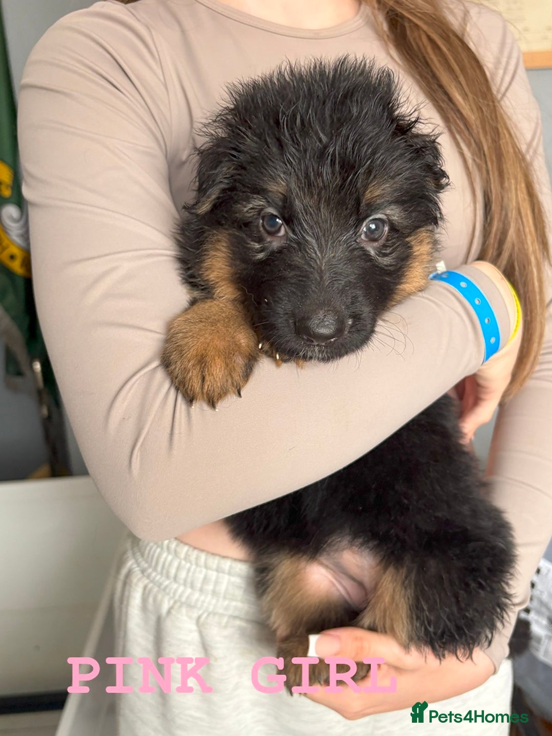German Shepherd dogs for sale: hip scored DM Clear and DNA tested parents - Image 17