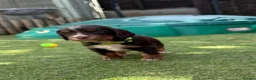 Cocker Spaniel dogs for sale: Liver (Chocolate) Working Cocker Spaniel Puppies - Advert 5