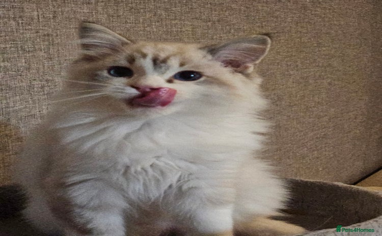 Ragdoll cats - Advert 5
