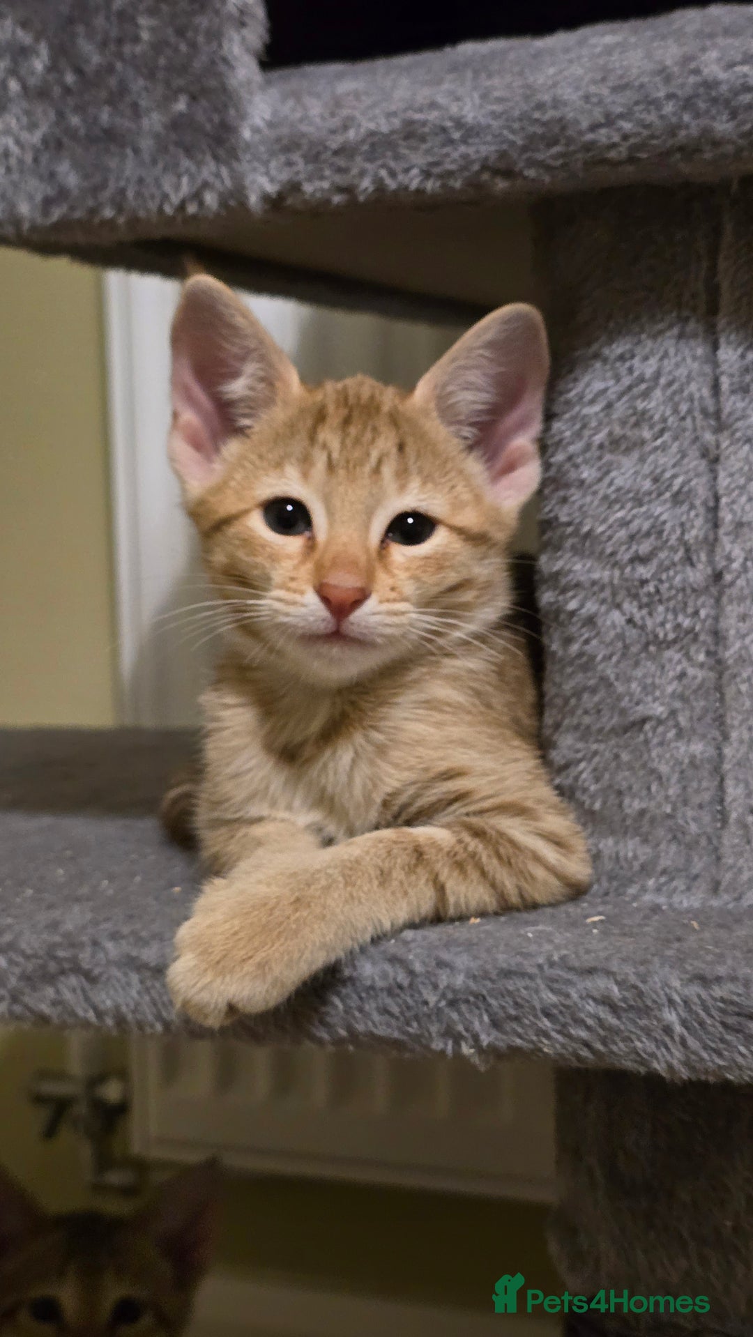 Savannah cats for sale: F3 Tica Registered Savannah Kittens  - Advert 8