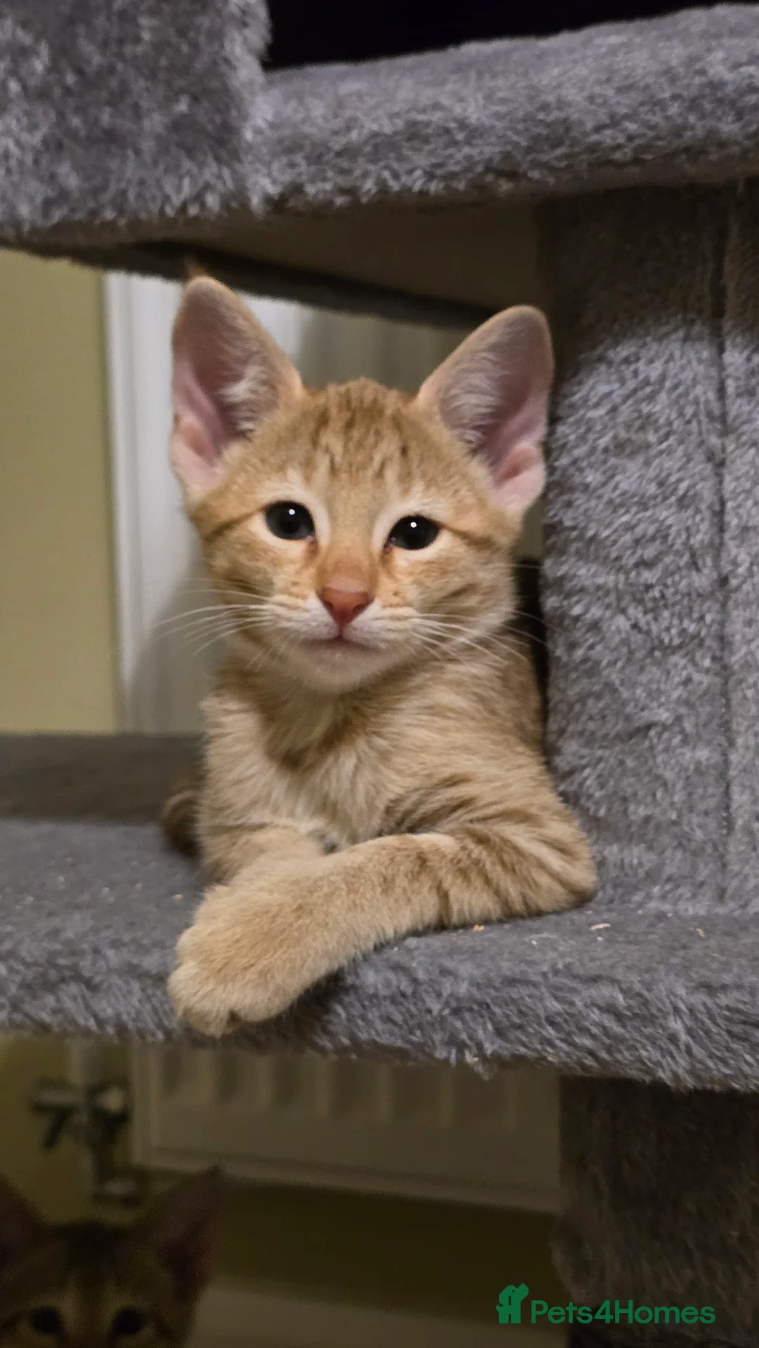 Savannah cats for sale: F3 Tica Registered Savannah Kitten - Cinnamon girl - Advert 11