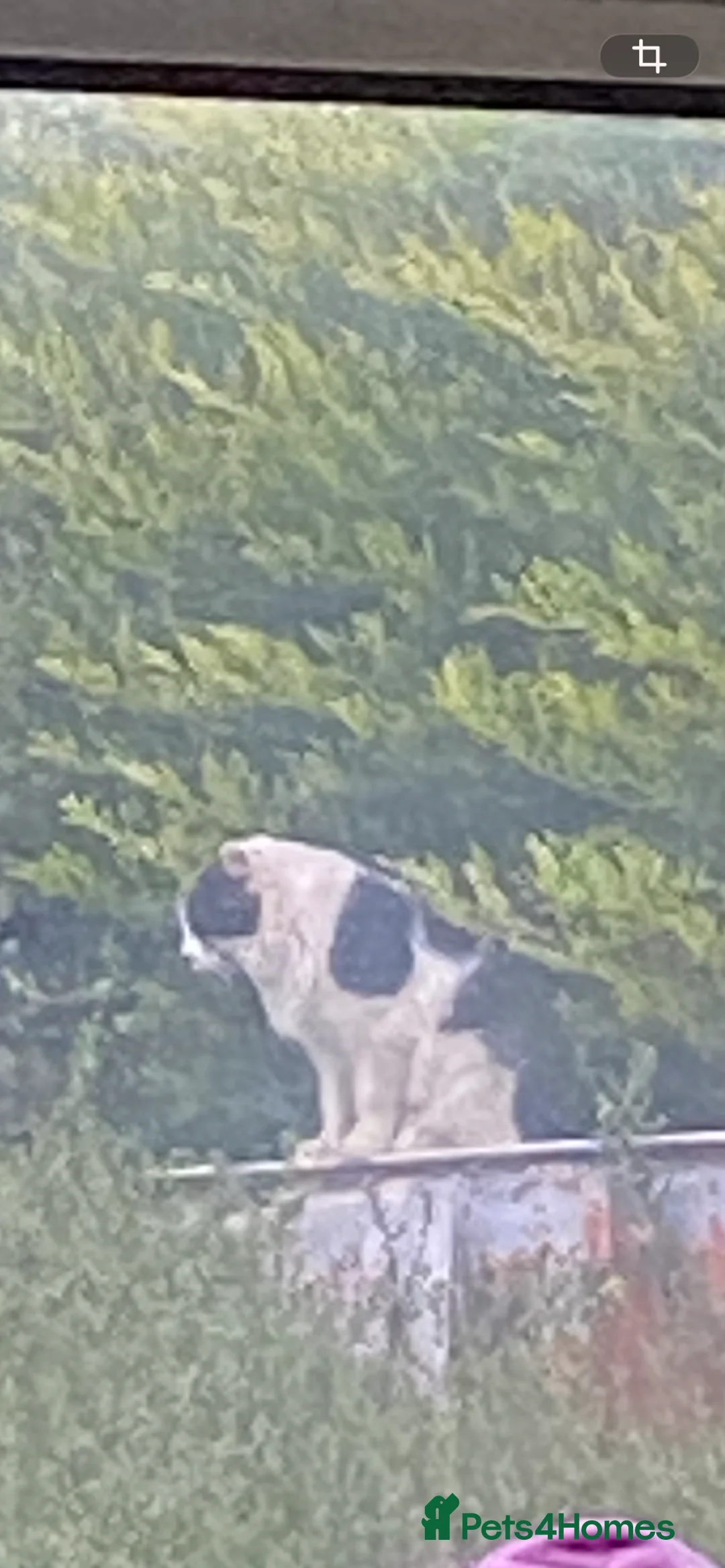 Mixed Breed cats for sale: Female kittens  in Spalding - Advert 2