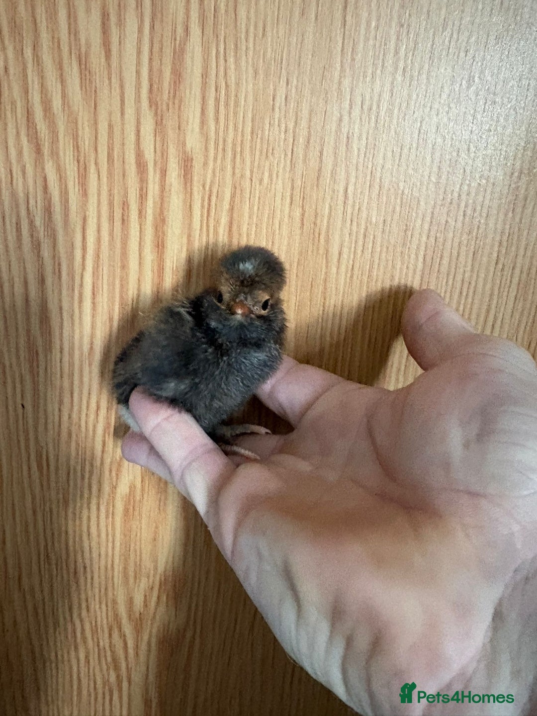 Chickens poultry for sale: 2 silkies and 5 polish chamois frizzle chicks - Image 5
