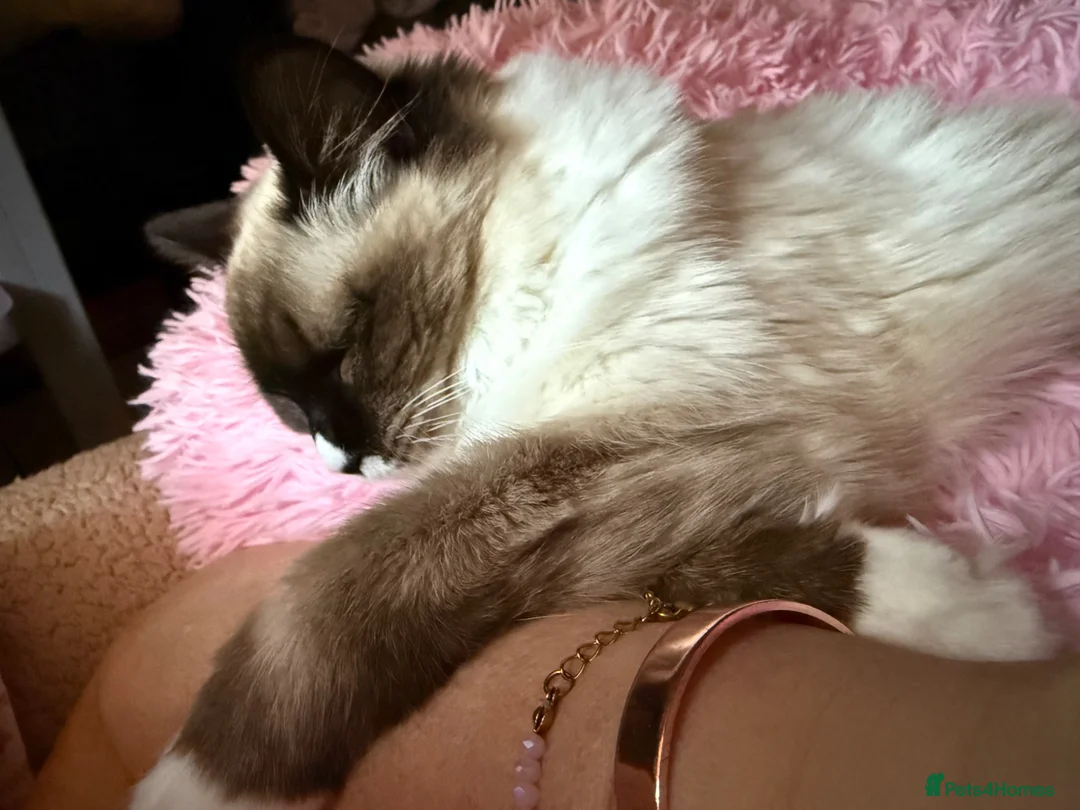 Ragdoll cats for sale: Ragdoll kittens due - Advert 1