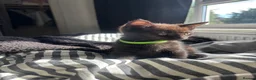 Domestic Shorthair cats for sale: 4 male kittens - Advert 6