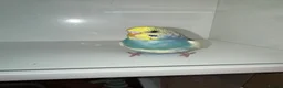Budgerigars birds for sale: Beautiful Baby budgies for sale in Accrington - Advert 4
