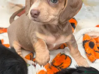 Miniature Dachshund dogs KC Registered miniature dachshunds - Advert 2