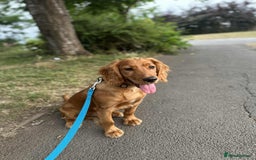 Cocker Spaniel dogs for sale: Working Cocker Spaniel 6mths old - Image 1