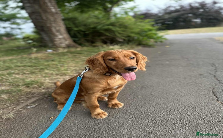 Cocker Spaniel dogs for sale - Advert 1