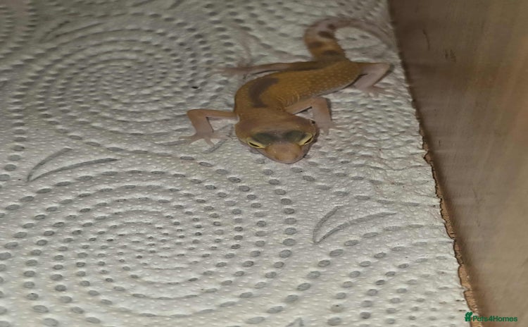 Gecko reptiles - Advert 1