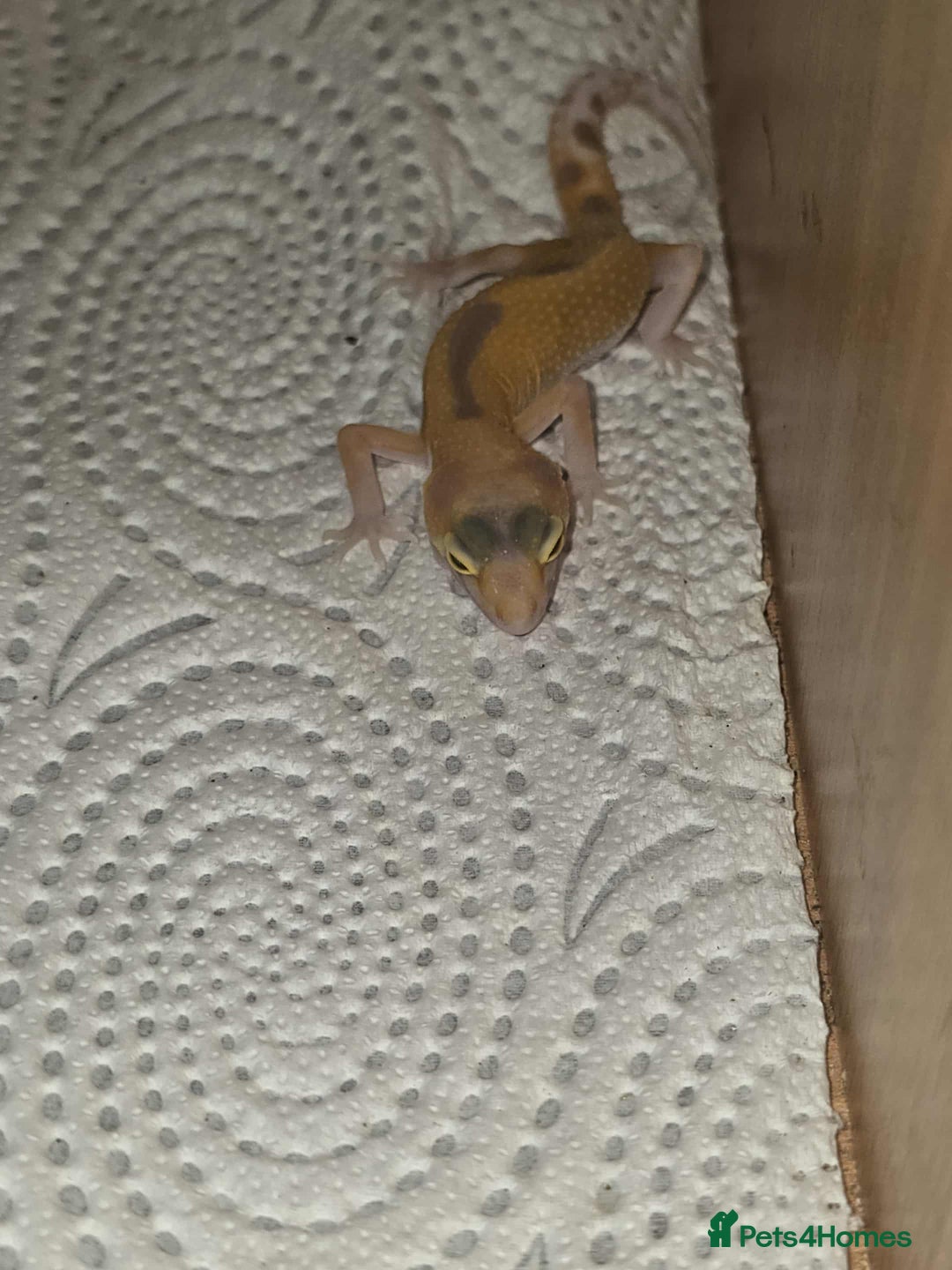 Gecko reptiles for sale: Leopard gecko  - Image 1