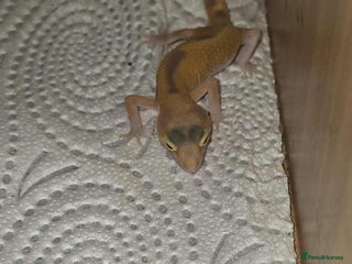 Gecko reptiles - Advert 21