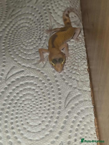 Gecko reptiles - Advert 1