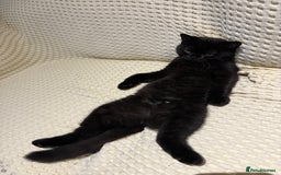 British Shorthair cats for sale: Meet Twilight 🖤 - Image 2