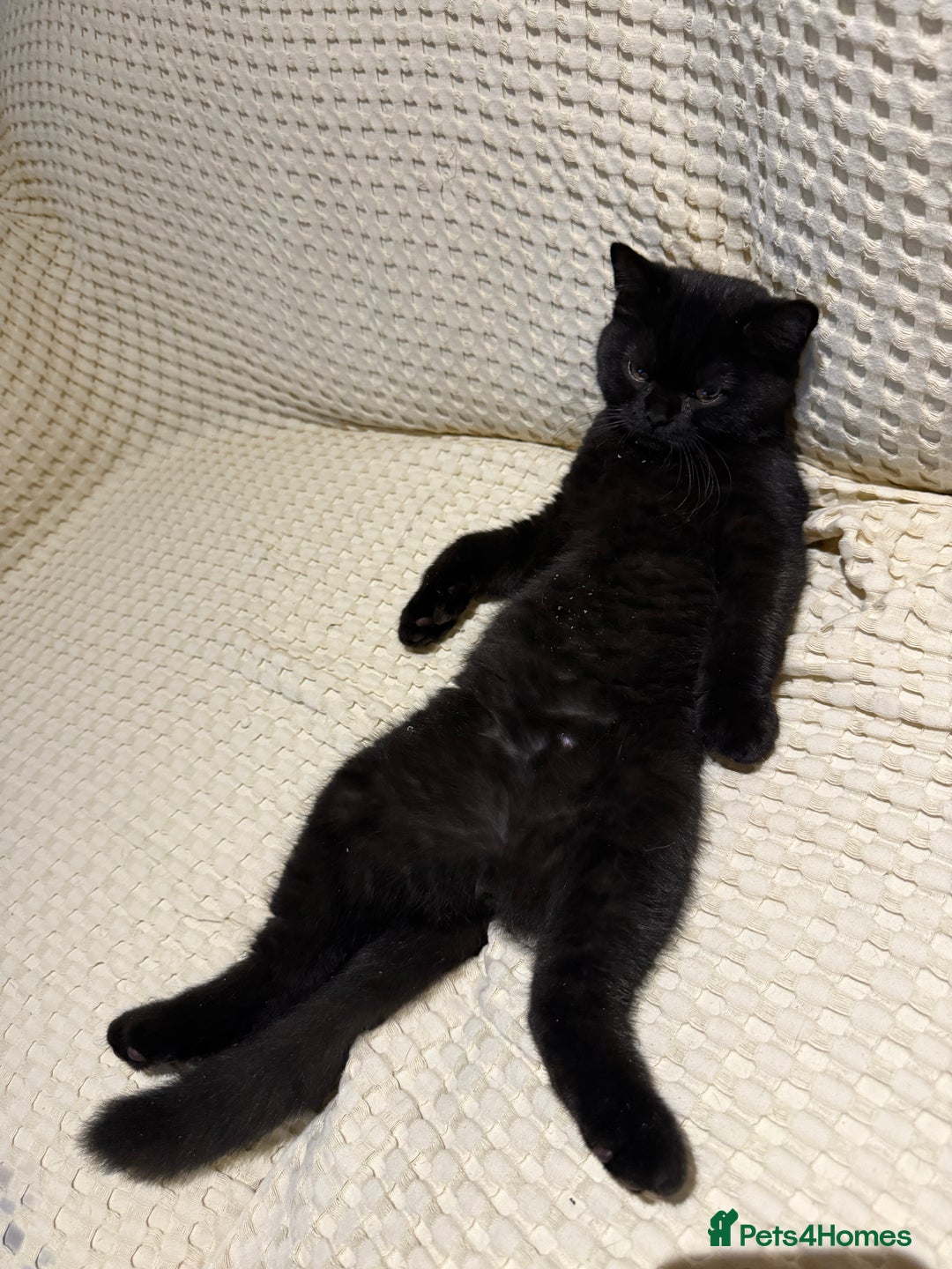 British Shorthair cats for sale: Meet Twilight 🖤 - Image 2