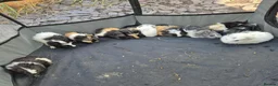 Guinea Pig rodents for sale: Mixed sex of guinea pigs - Advert 1