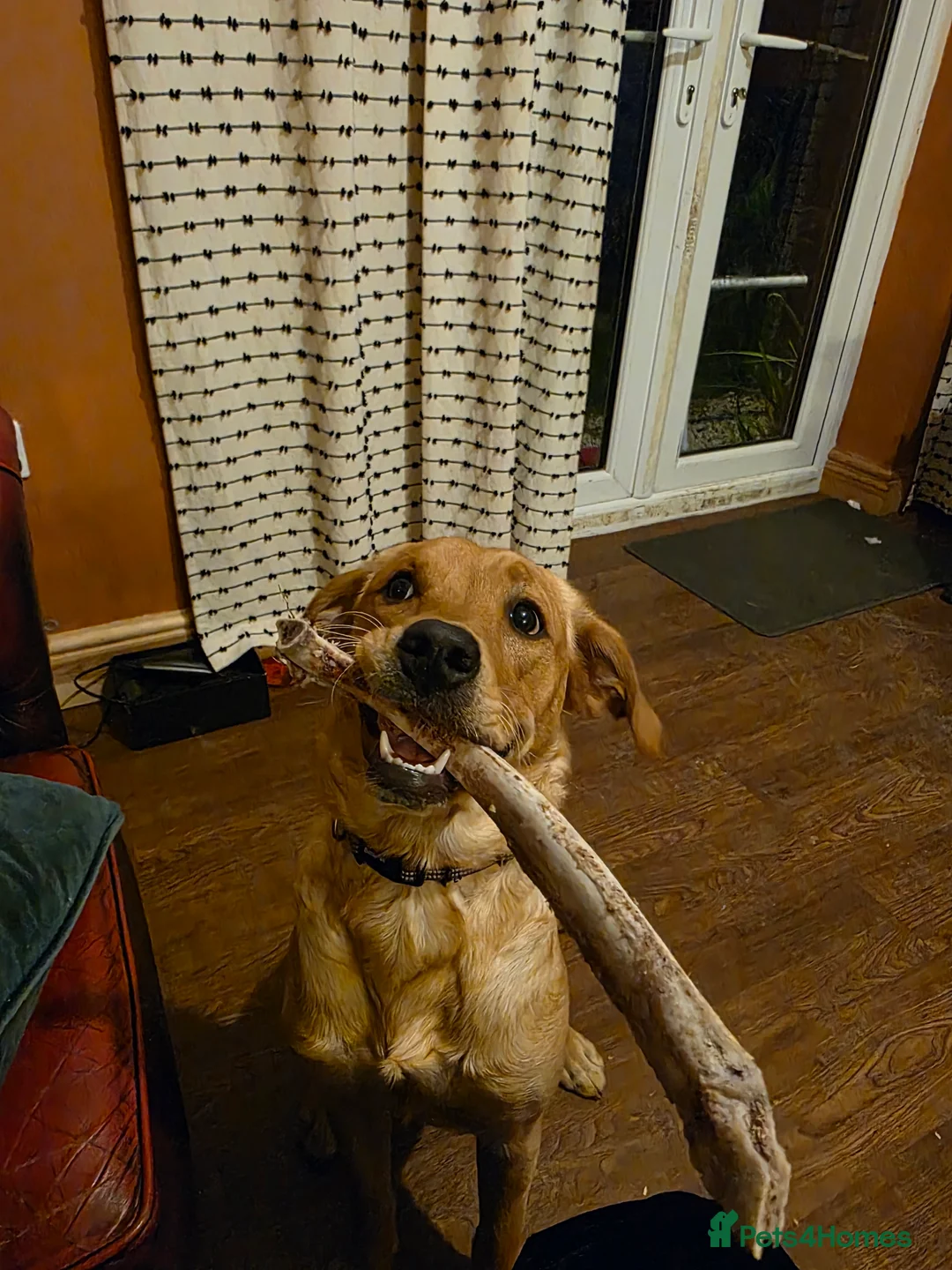 Goldador dogs for sale: 18 month old Luna - Advert 2