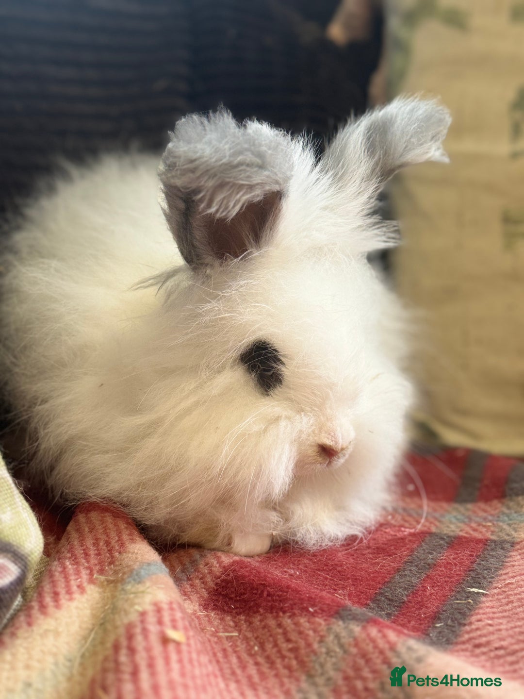 Angora rabbits for sale: Stunning pure bred English angora babies - Image 9