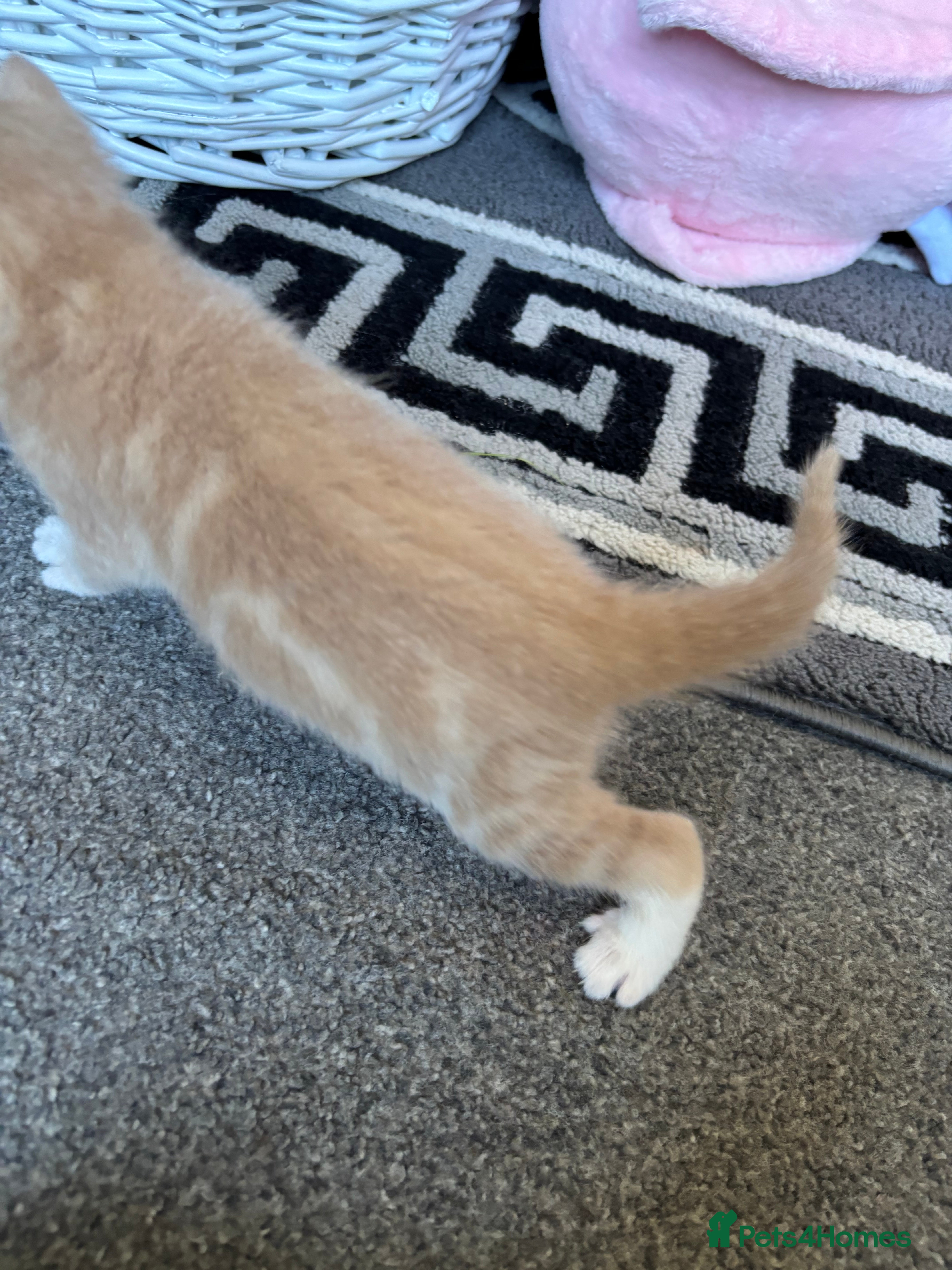 Mixed Breed cats for sale: 5 beautiful kittens for sale!  - Advert 15