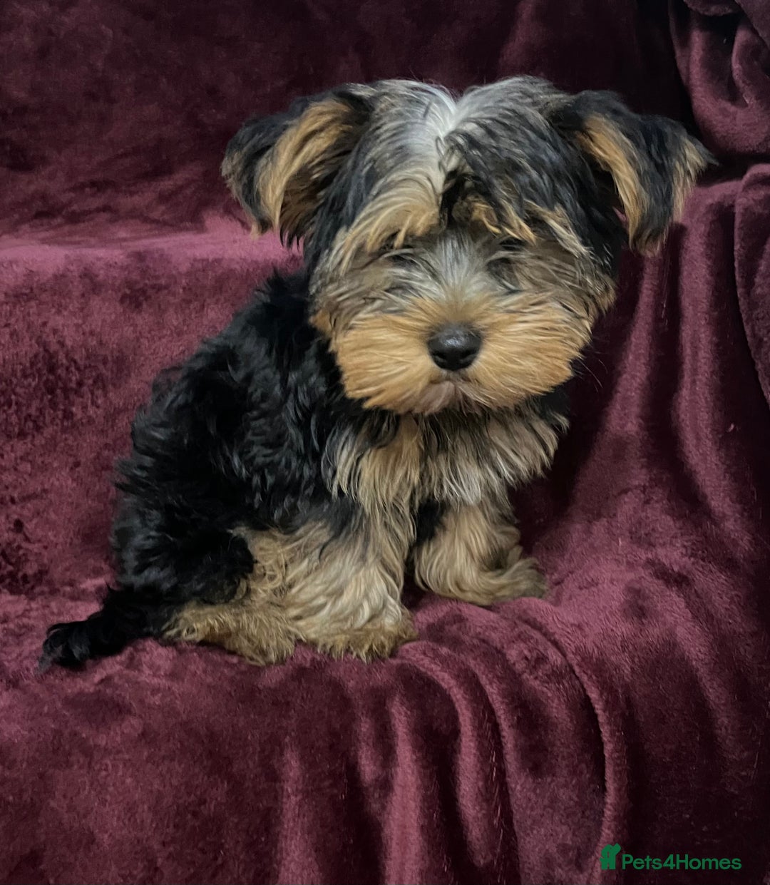 Yorkshire Terrier dogs for sale: Gorgeous little Yorkshire Terrier puppy  - Advert 5