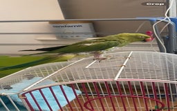 Ringnecks birds for sale: Ring neck Indian parrot  - Image 2