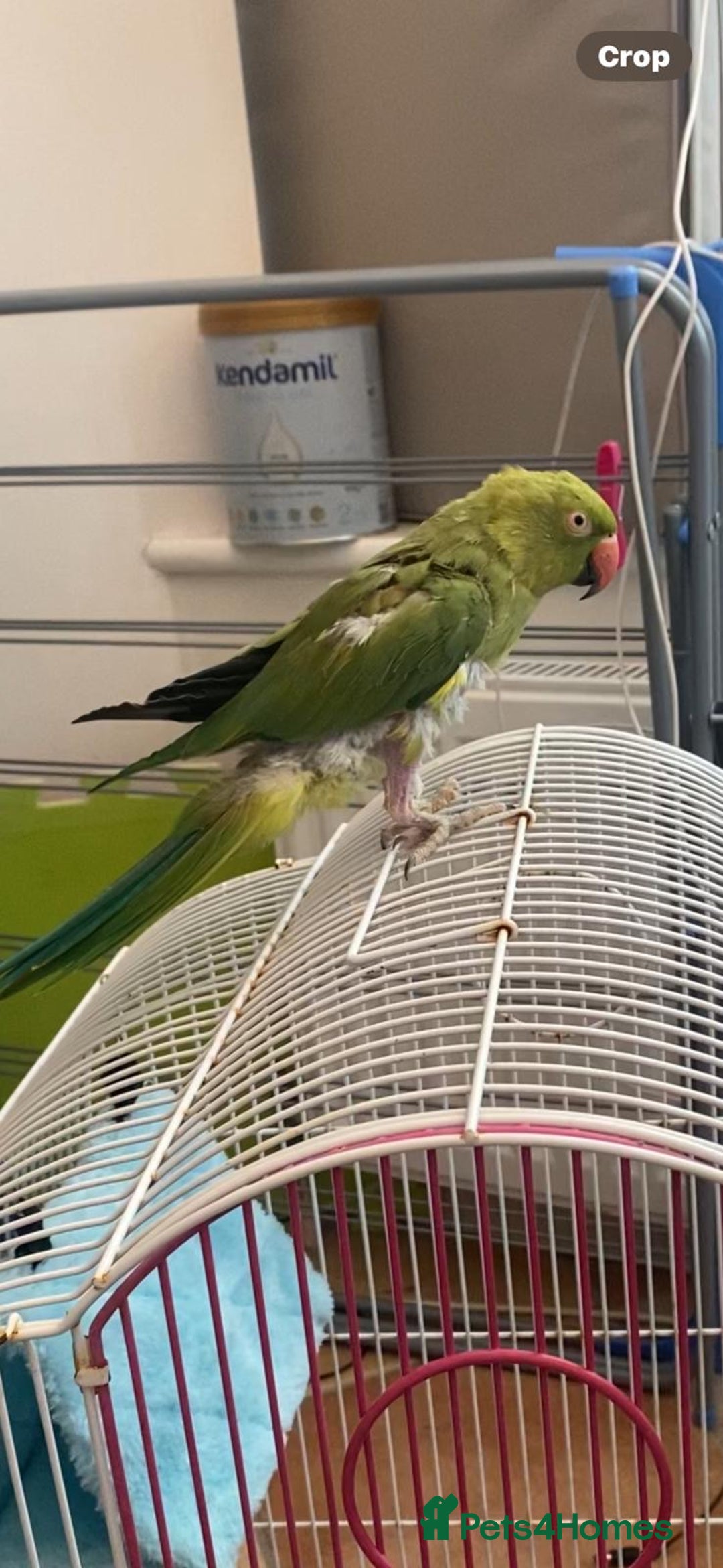 Ringnecks birds for sale: Ring neck Indian parrot  - Image 2