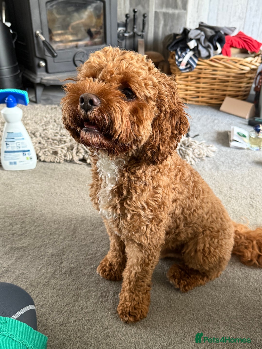 Cavapoo dogs for sale: F2 cavapoo puppies for sale - Advert 14