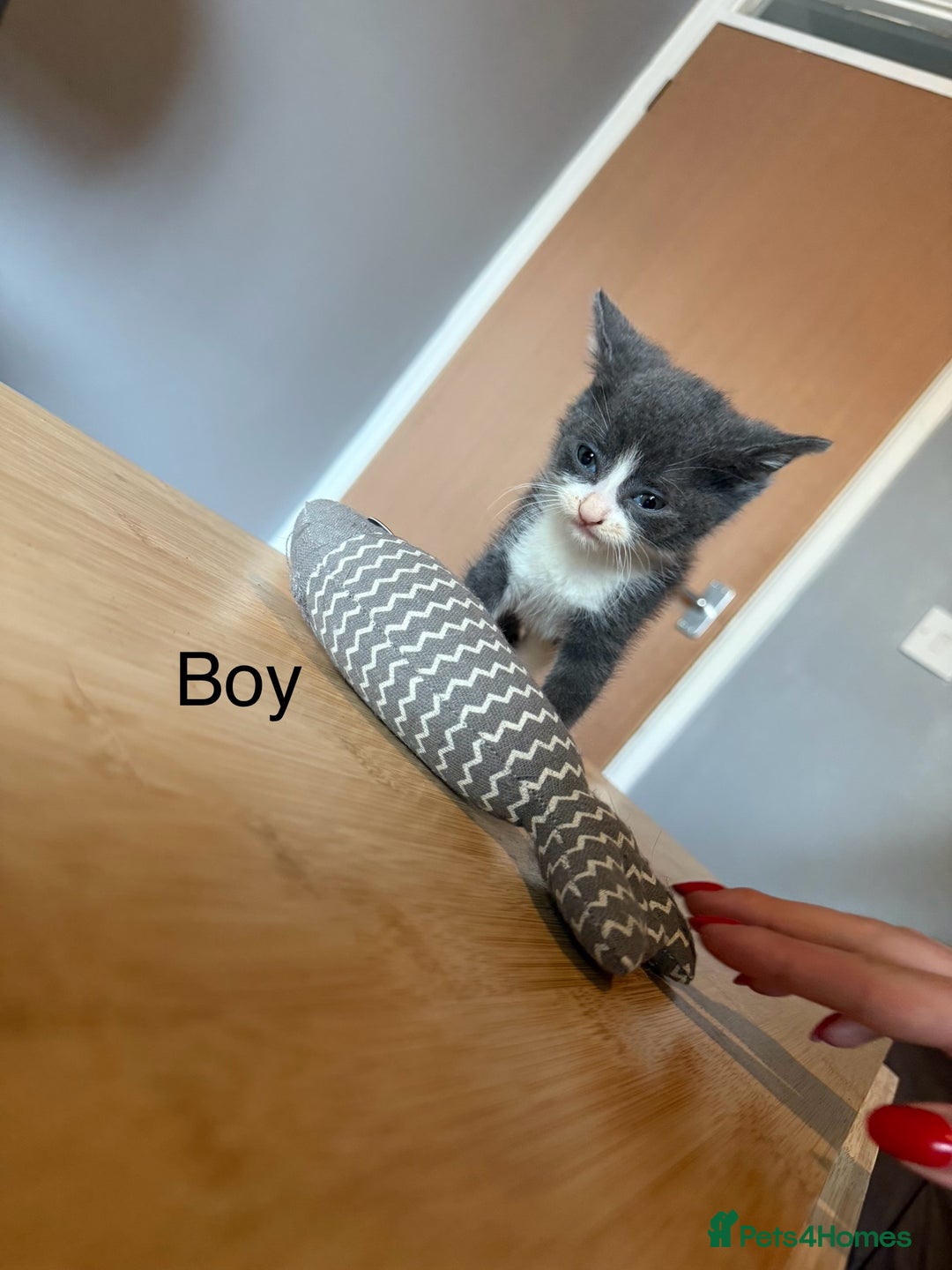 Mixed Breed cats for sale: 4 playful tuxedo kittens for sale - Image 4