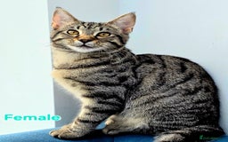 Mixed Breed cats for sale: Mixed Maine Coons Fit Sale - Image 2