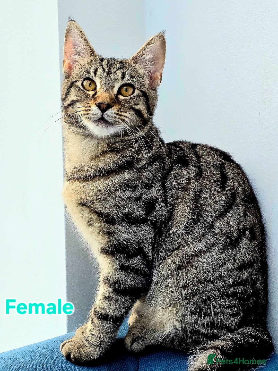 Mixed Breed cats for sale: Mixed Maine Coons Fit Sale - Image 2